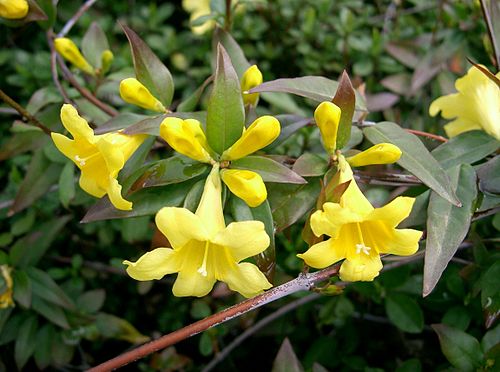 Carolina jessamine